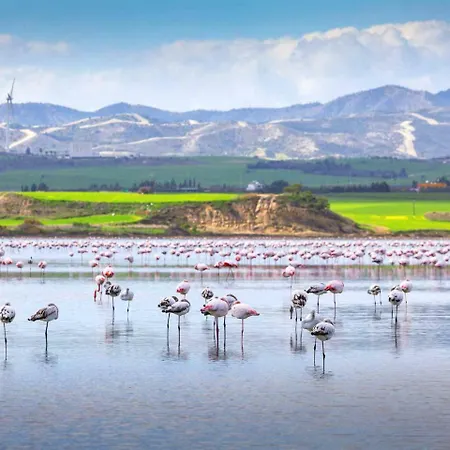 Dezo Luxury Town لارنكا