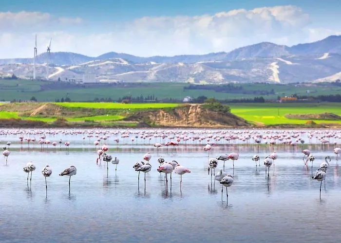 Dezo Luxury Town Larnaca